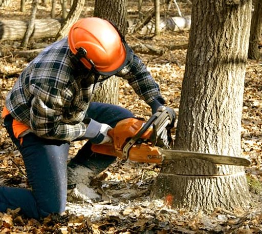 Tree Removal in Zenda, KS